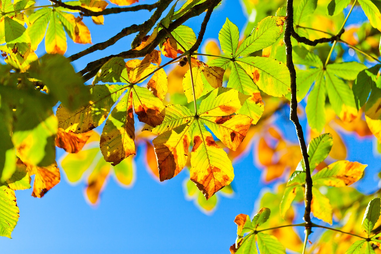 秋の地方における花粉症の別の対策方法は？