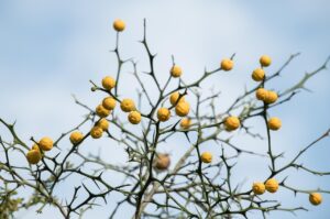 秋の花粉症とコロナの違いは何ですか？
