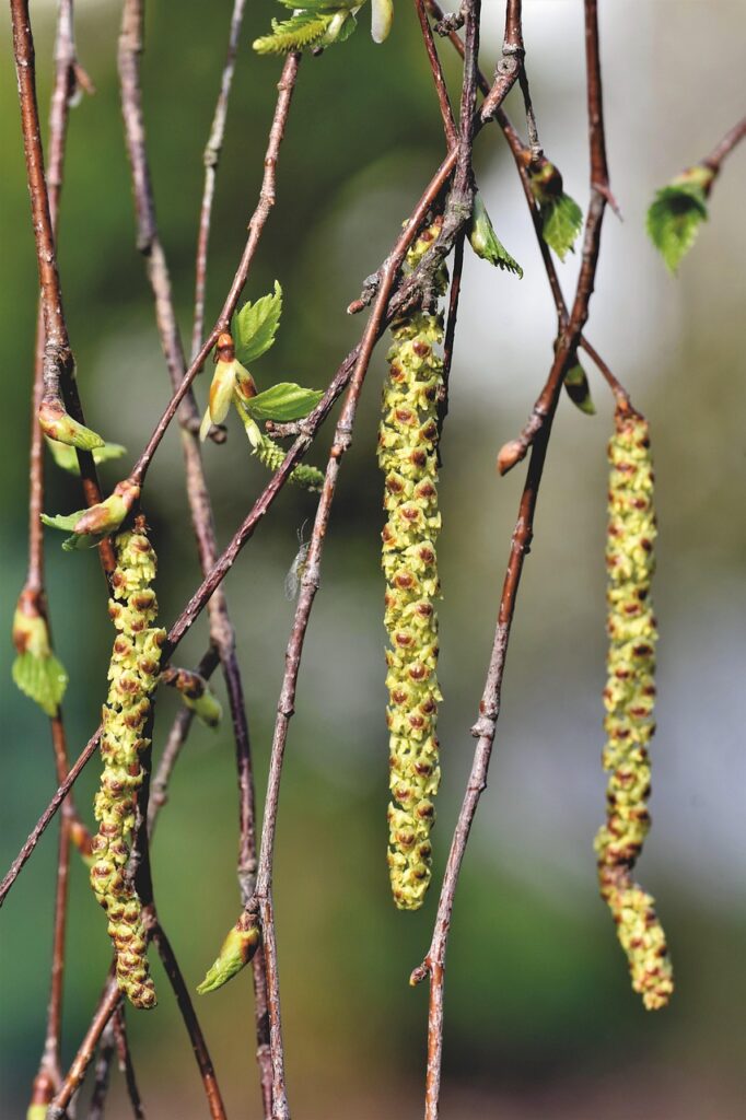 秋の花粉症とダニアレルギー対策にはどのような方法がある？