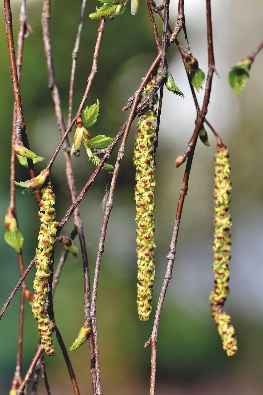 秋の花粉症とダニアレルギー対策にはどのような方法がある？