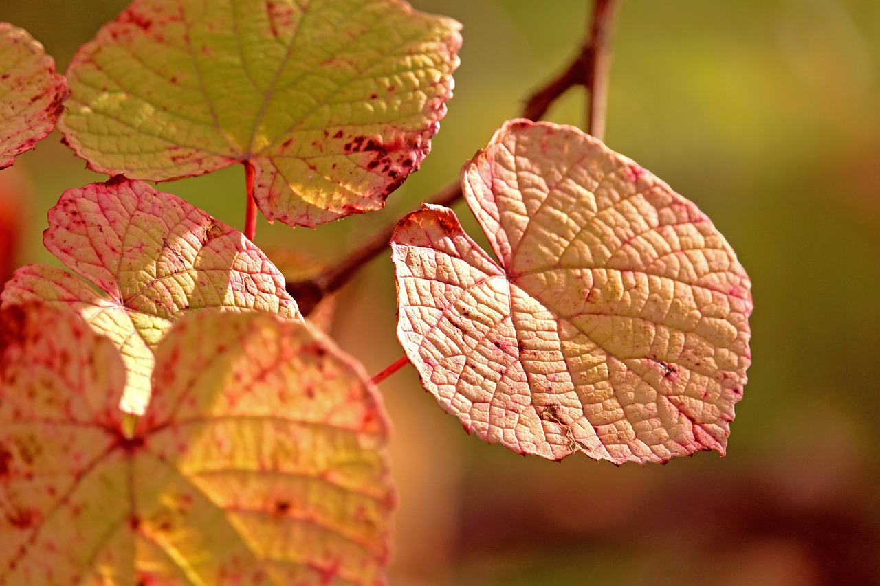 秋の花粉症を地方別に対策する方法は？