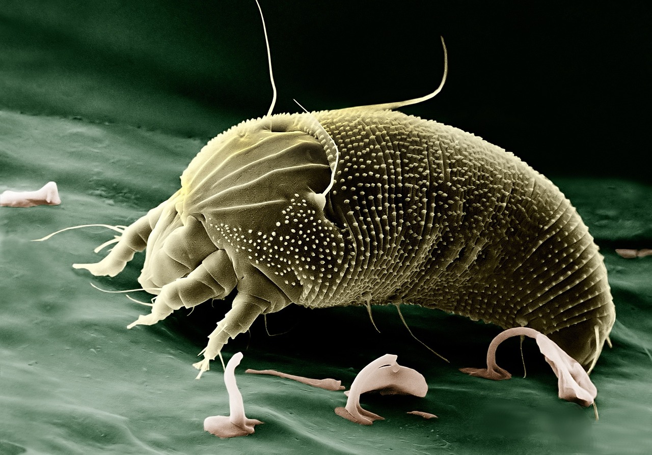 秋の花粉症対策に効果的なダニアレルギーの症状緩和法は？
