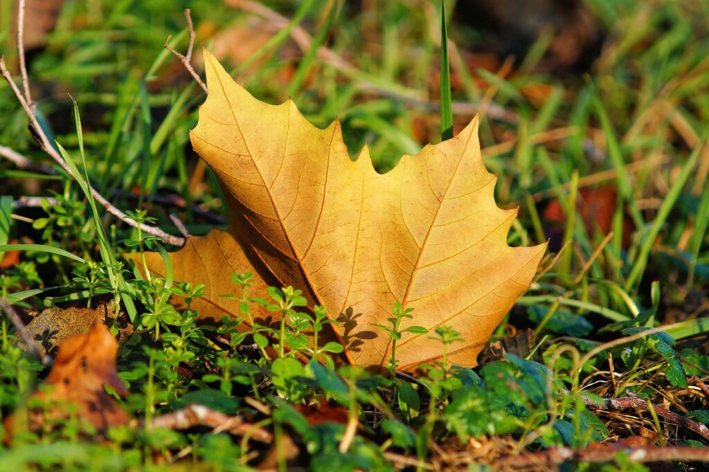 秋花粉の症状を和らげるための対策は？