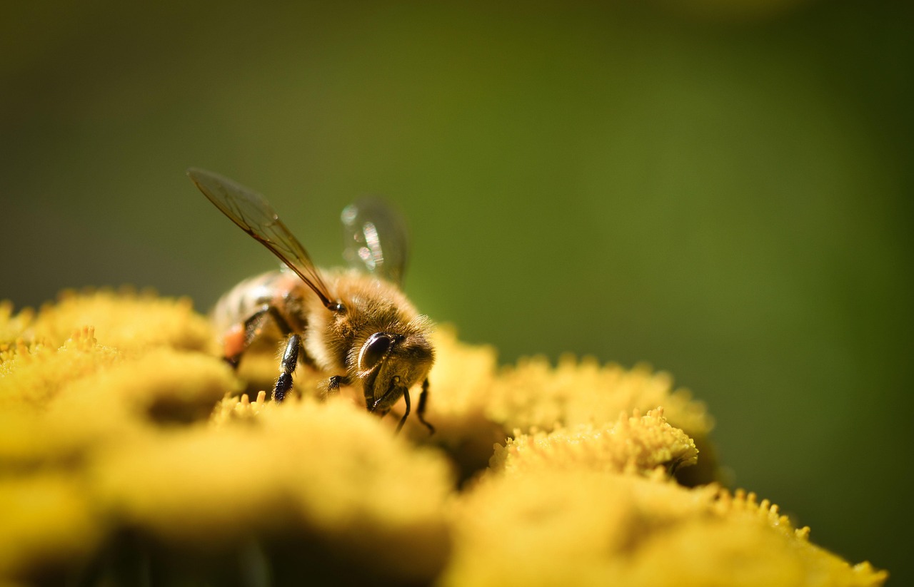 秋の花粉症に効果的な漢方薬とは？
