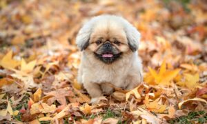 秋の花粉症に効果的な薬はどれですか？