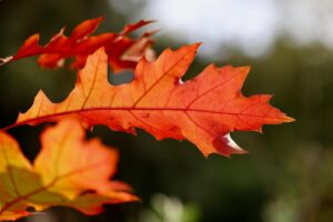 秋の花粉症で受診する病院は何科が適切？