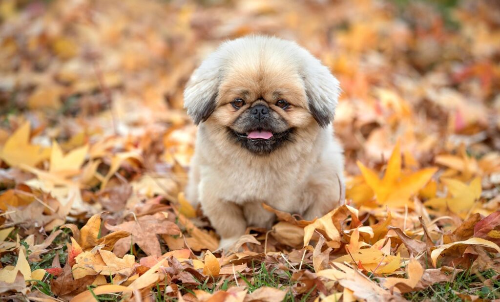 秋の花粉症対策におすすめのマスクはどれ？
