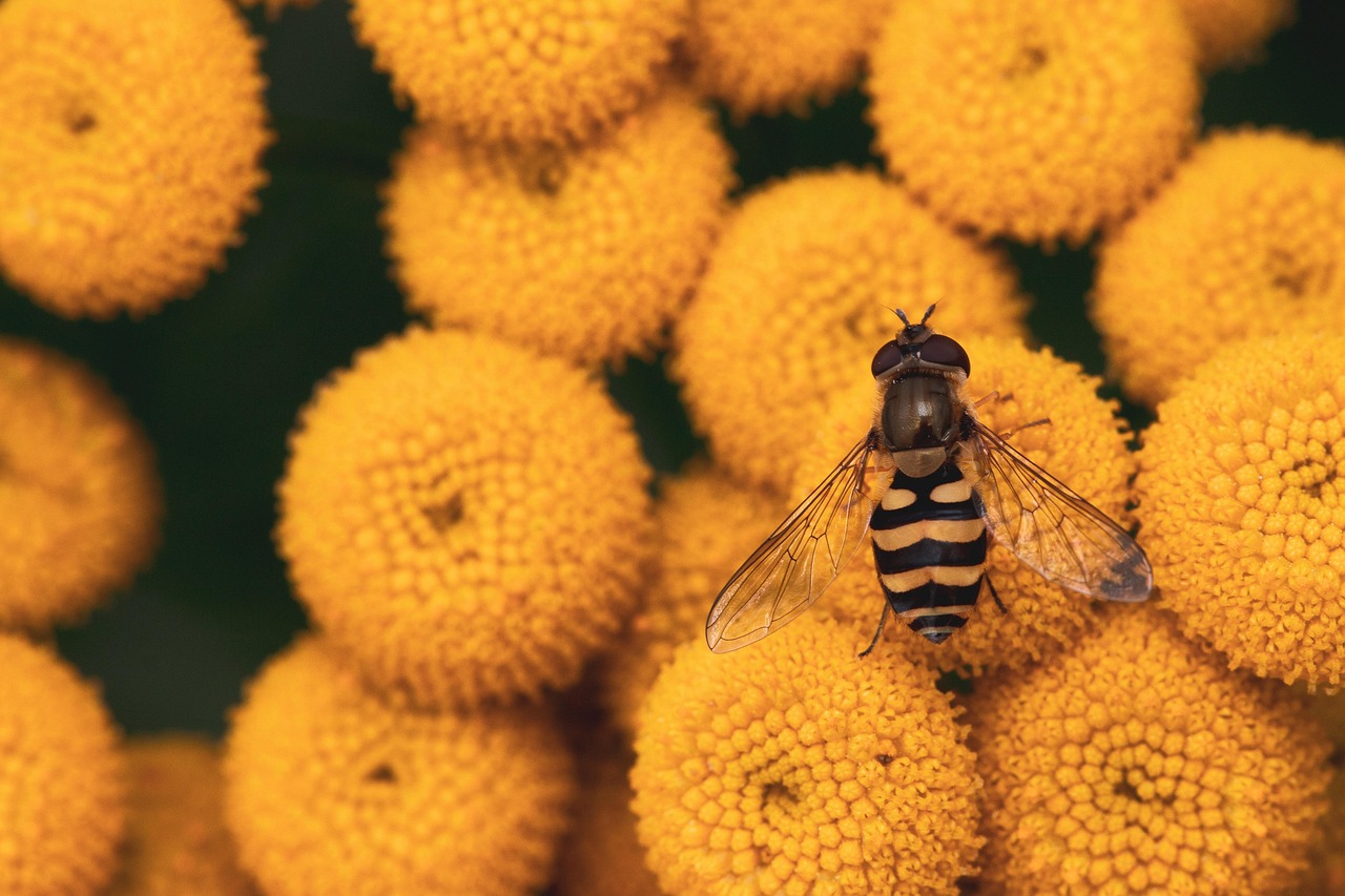 秋の花粉症対策に最適な洗濯の干し方は？