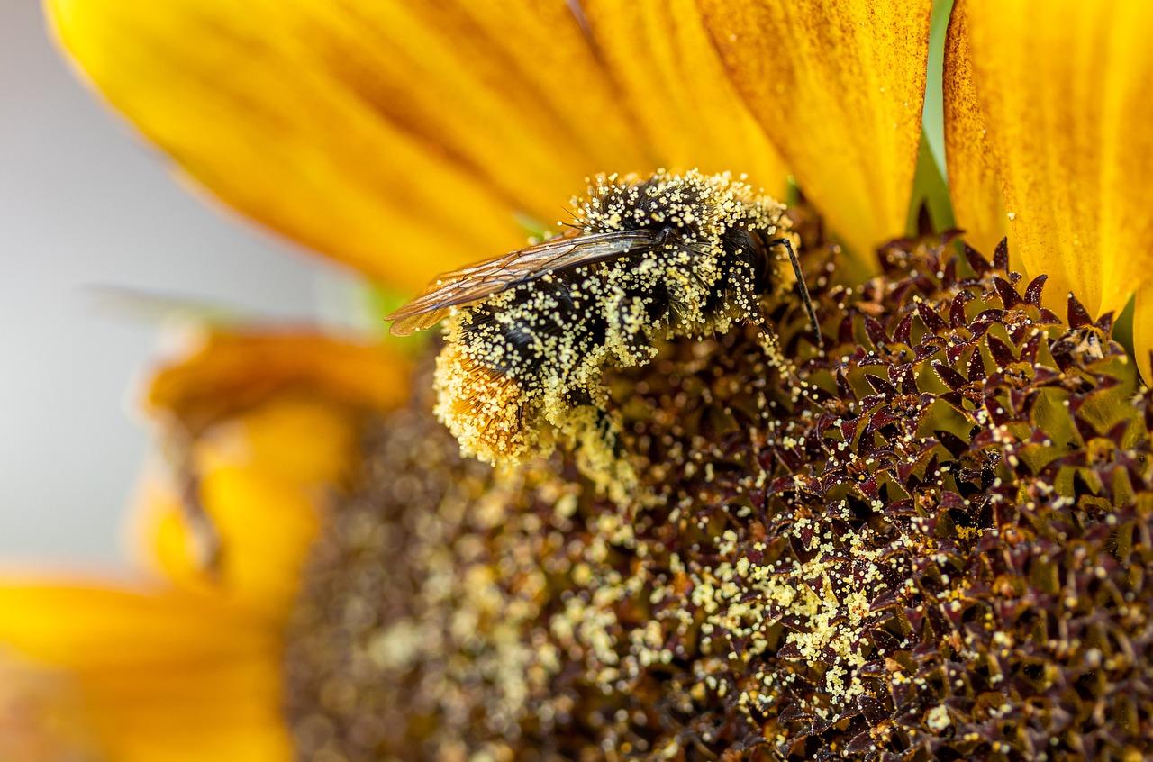 秋の花粉症対策は帰宅後にどう行うべきか？