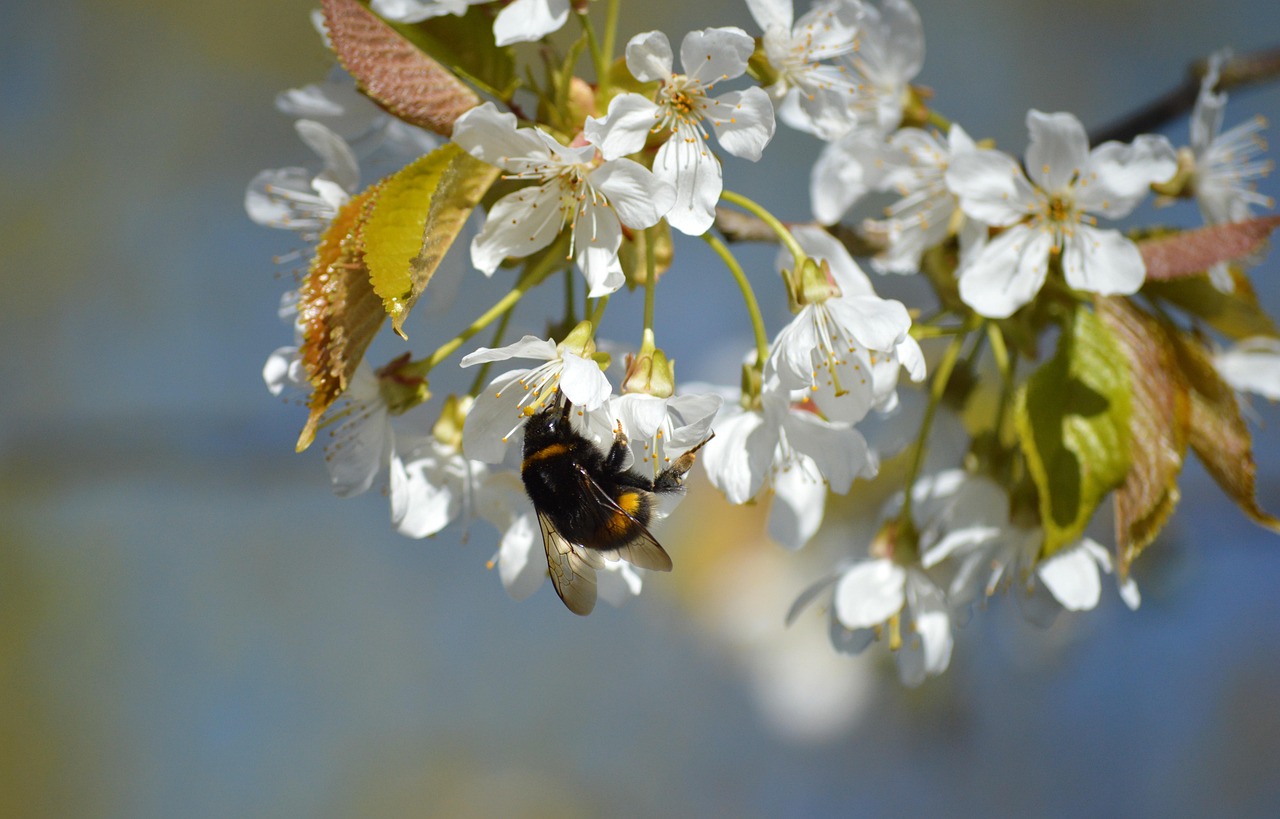 秋の花粉症と春の花粉症の違いは何ですか？