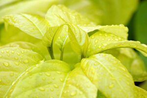 カナムグラによる花粉症の症状はどのようなものですか？