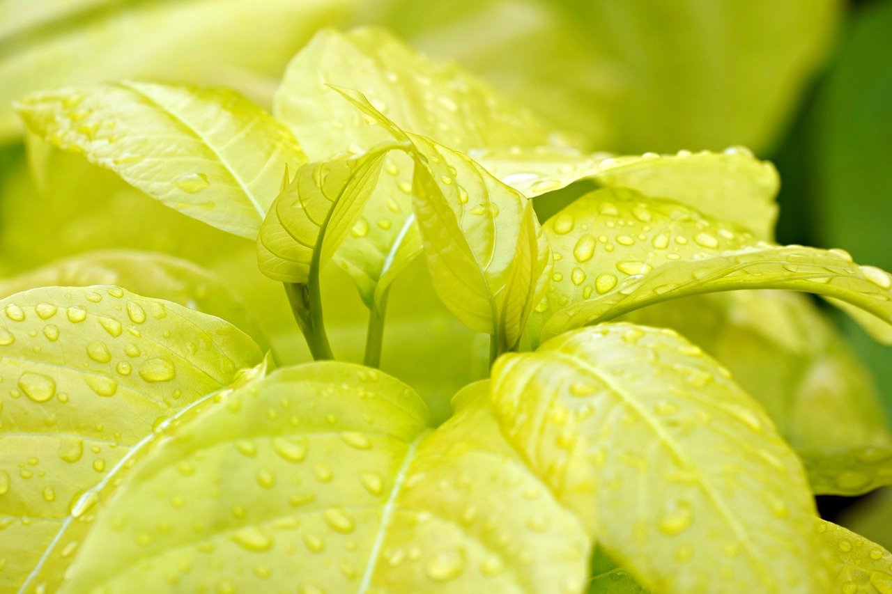 カナムグラによる花粉症の症状はどのようなものですか？