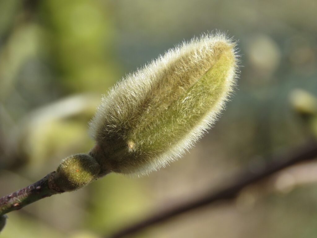 ブタクサの花粉症による症状とはどんなものですか？