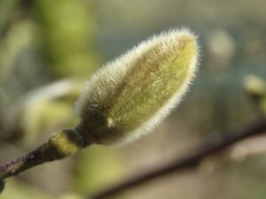 ブタクサの花粉症による症状とはどんなものですか？
