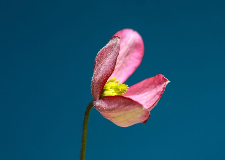 秋の花粉症で悩むあなたに知ってほしい花粉の種類は？