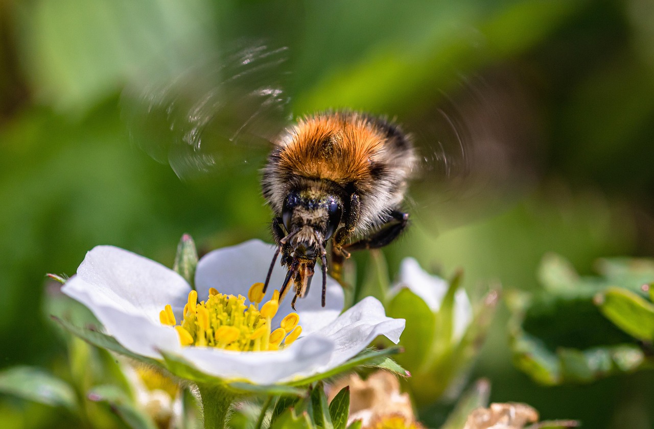 秋の花粉症で目がかゆい時の効果的な対策は？