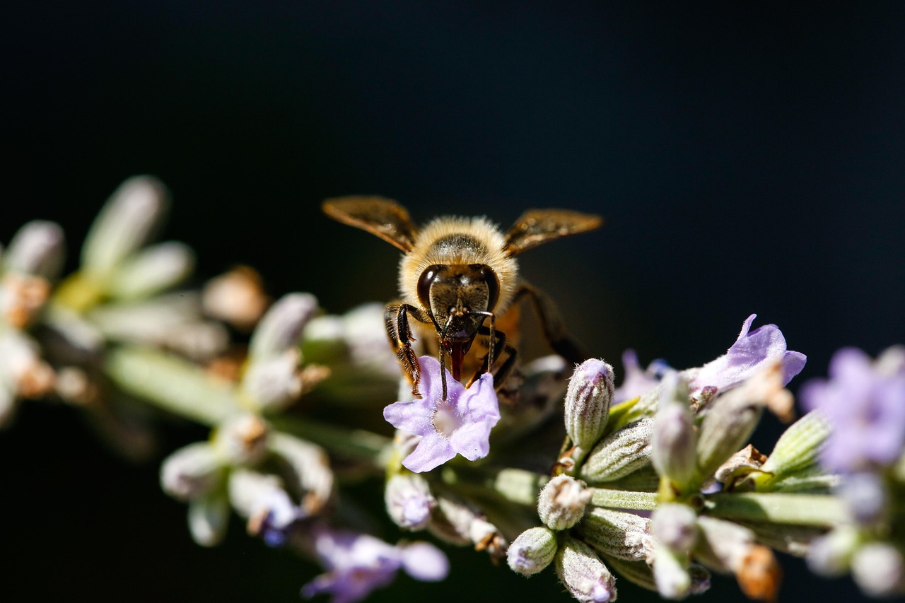 秋の花粉症による症状と咳の対策は？