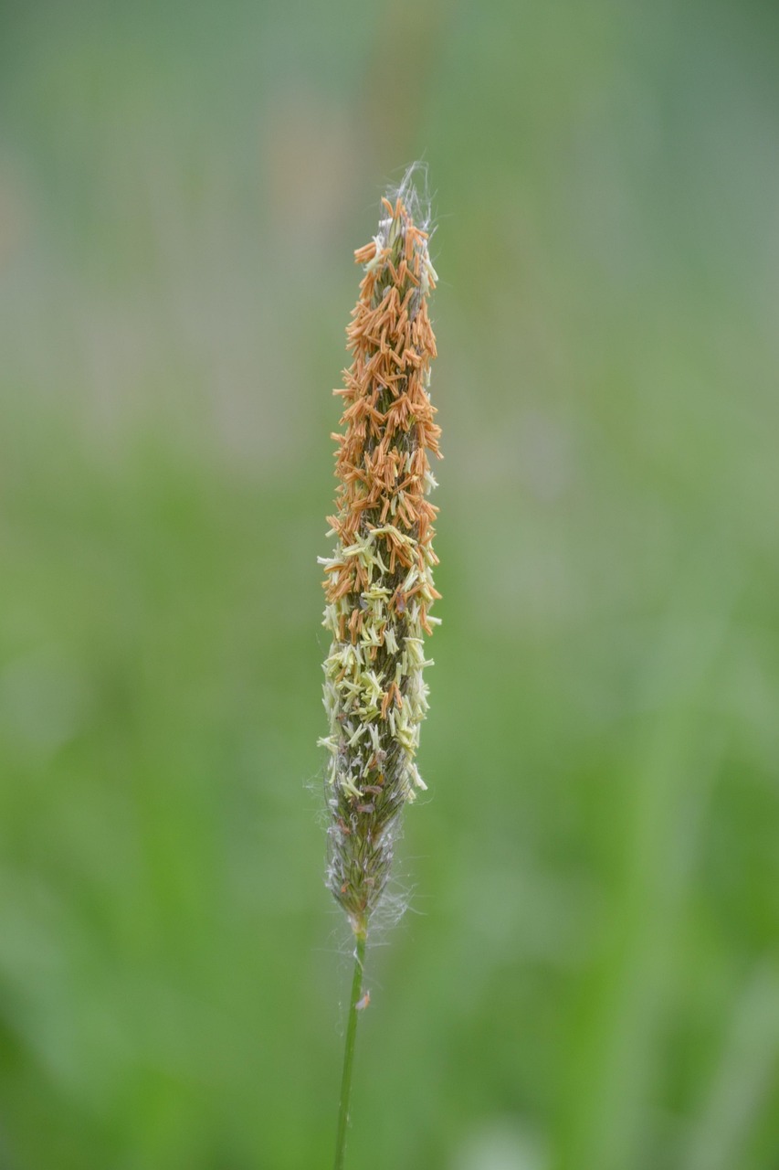 秋の花粉症アレルギー検査にかかる費用はどのくらい？