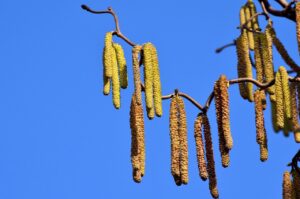 秋の花粉症アレルギー検査はどのように行うべきですか？