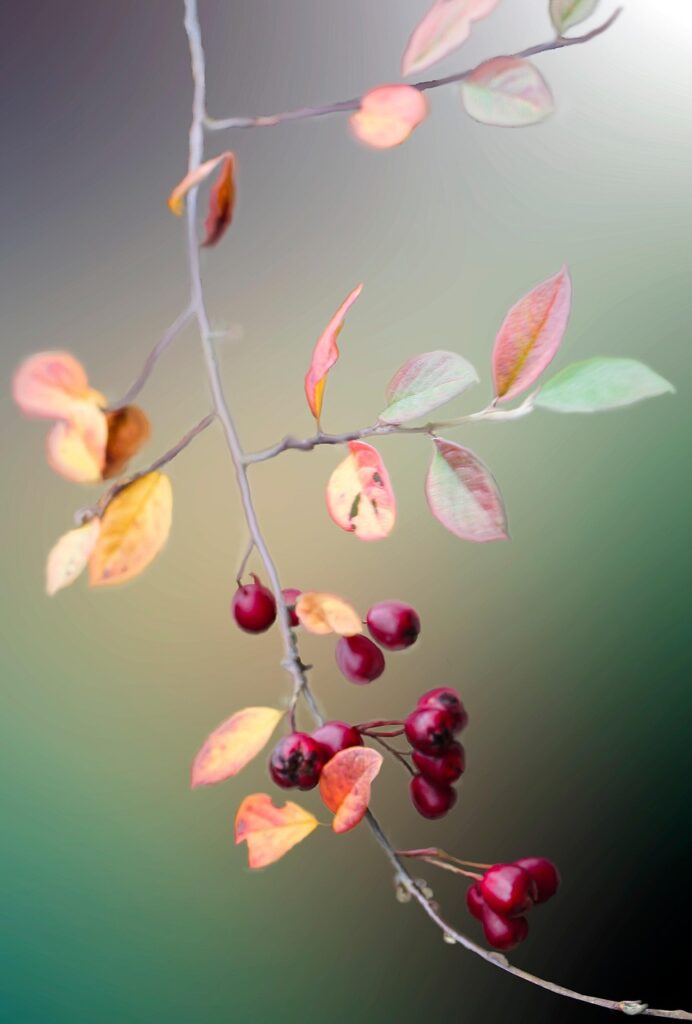 秋の花粉症対策に加湿は効果的なのか？