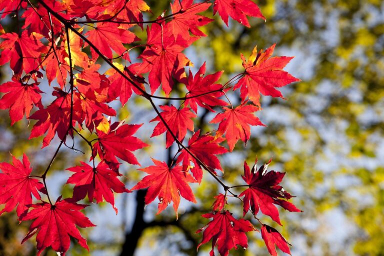秋の花粉症は完治可能なのか？