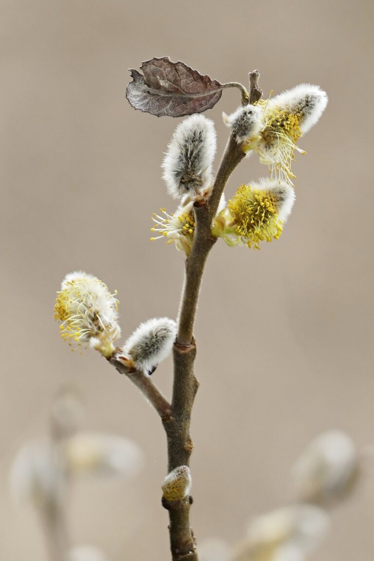 秋の花粉症がもたらす影響とは？
